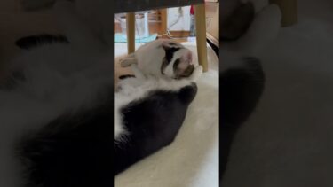 ただただ豆大福がひまわりを舐めてるだけなのですが・・・【ひのき猫】