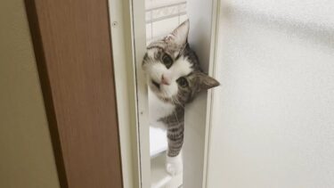 ずっとニャーニャーとお父さんに話しかける猫【ひのき猫】