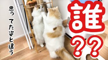 鏡を買ったら思ってた姿と違ったらしく、猫の反応が可愛すぎました（笑）【猫のレモンちゃんねる】