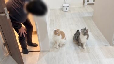 お留守番中に急に遊びに来た父を飼い主だと勘違いして出迎えた猫たちの反応が可愛すぎましたw【もちまる日記】