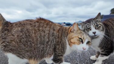 いつも仲良し、駐車場のキジ白猫コンビ【感動猫動画】