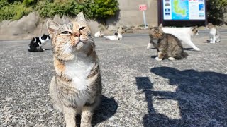 港での猫の集会に参加してきた【感動猫動画】