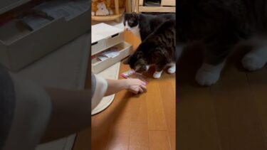 もう、そのへんでやめておきなさい【ひのき猫】