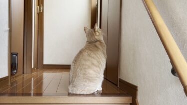 息子と二人だけの世界でかくれんぼを楽しむ猫【ひのき猫】