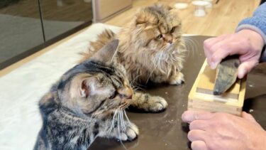 猫の目の前で鰹節を削るとこうなります【ちょりちゃみチャンネル】