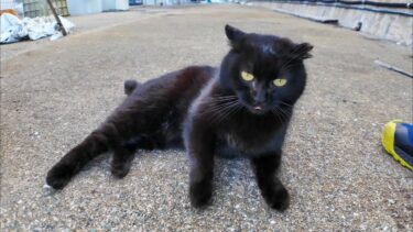 漁港で寝ていた黒猫ちゃん、起きてモフられにきた【感動猫動画】