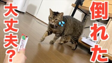 【検証】猫の目の前でチュールを持ったまま倒れてみた…【てん動画】