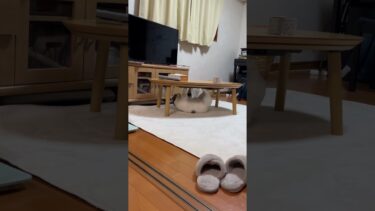 上下逆さまで見ると普通に回ってるだけの豆大福【ひのき猫】