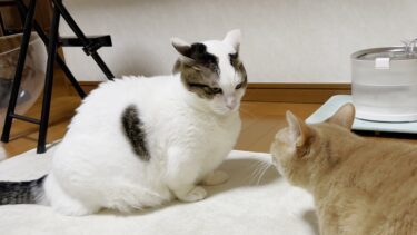 調子に乗って怒られて、深く反省する猫【ひのき猫】