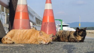 感動猫動画 のライブ配信【感動猫動画】